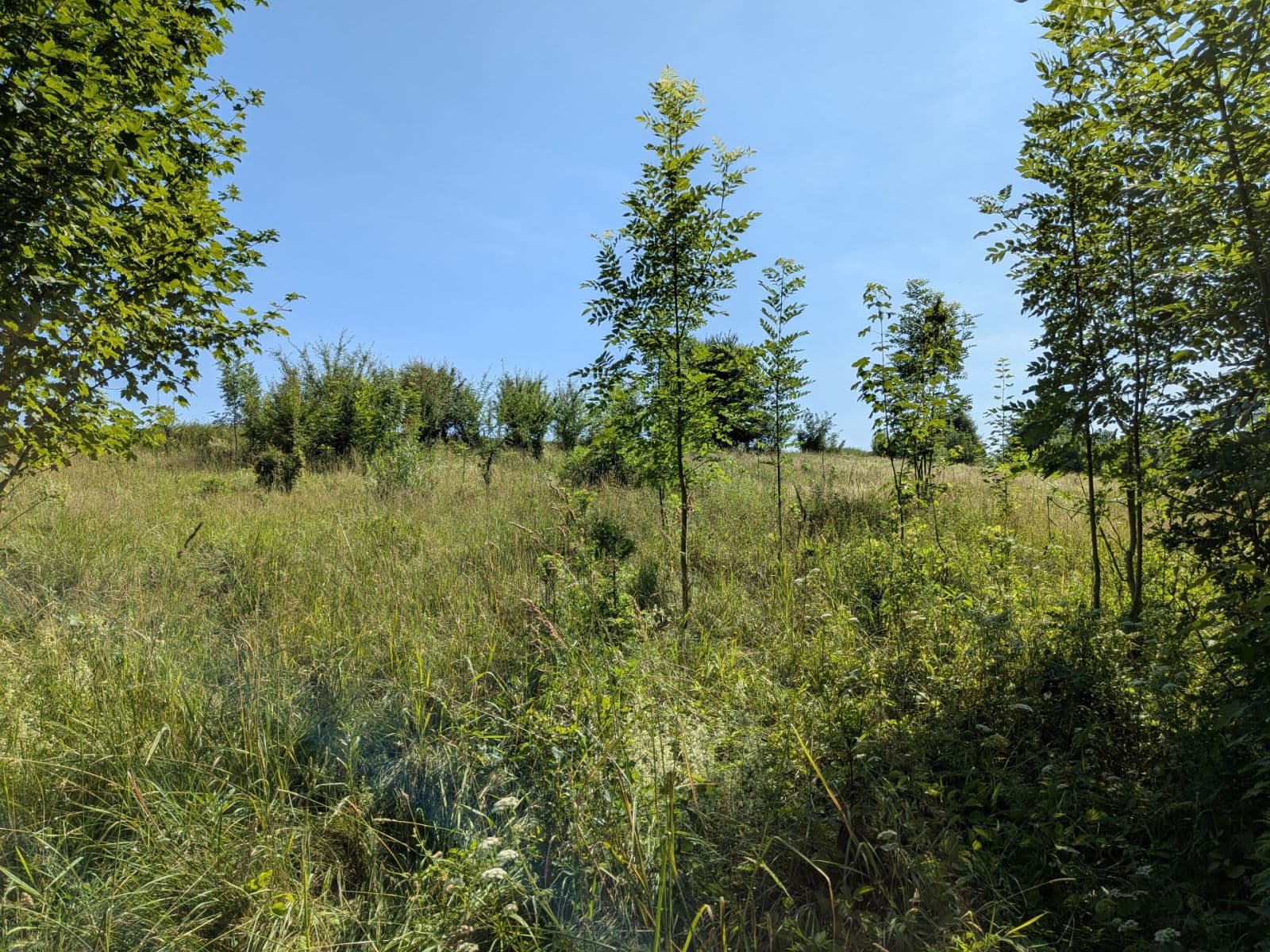 Prodej pozemku 11.768 m², Všeruby, Plzeňský kraj Prodej pozemku 11.768 m², Všeruby, Plzeňský kraj