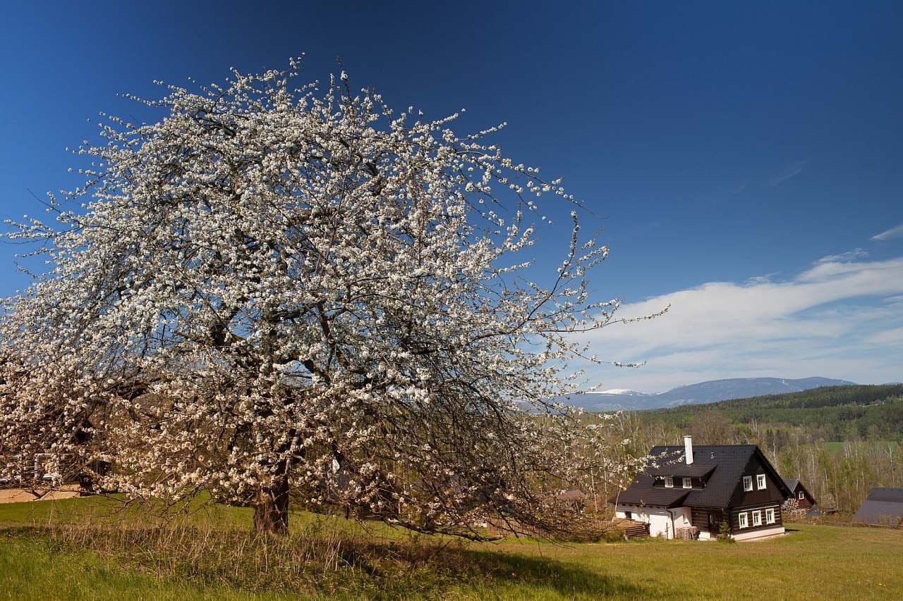 Pronájem chaty, chalupy, Horní Brusnice, Královéhradecký kraj Pronájem chaty, chalupy, Horní Brusnice, Královéhradecký kraj