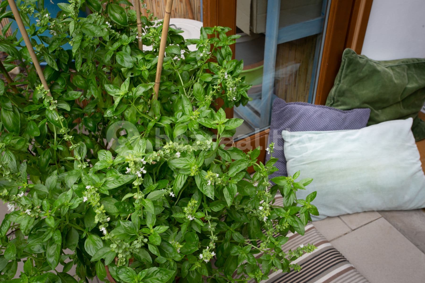 Pronájem bytu 2+1 71 m², Letohradská, Praha, Praha Pronájem bytu 2+1 71 m², Letohradská, Praha, Praha