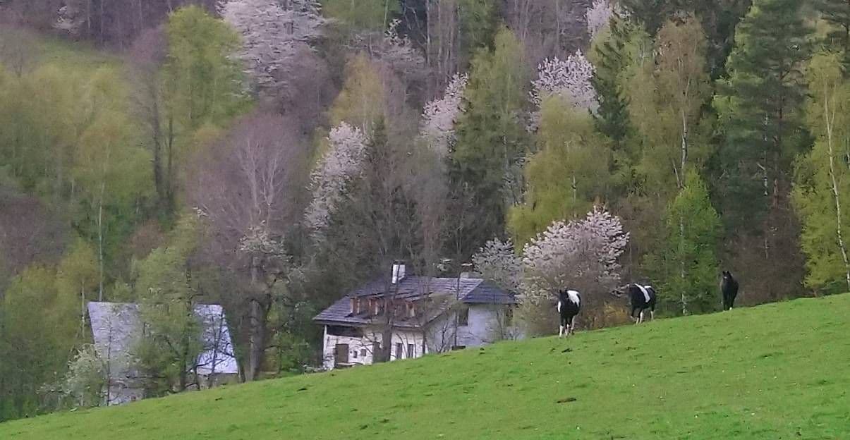 Pronájem chaty, chalupy, Kašperské Hory, Plzeňský kraj Pronájem chaty, chalupy, Kašperské Hory, Plzeňský kraj