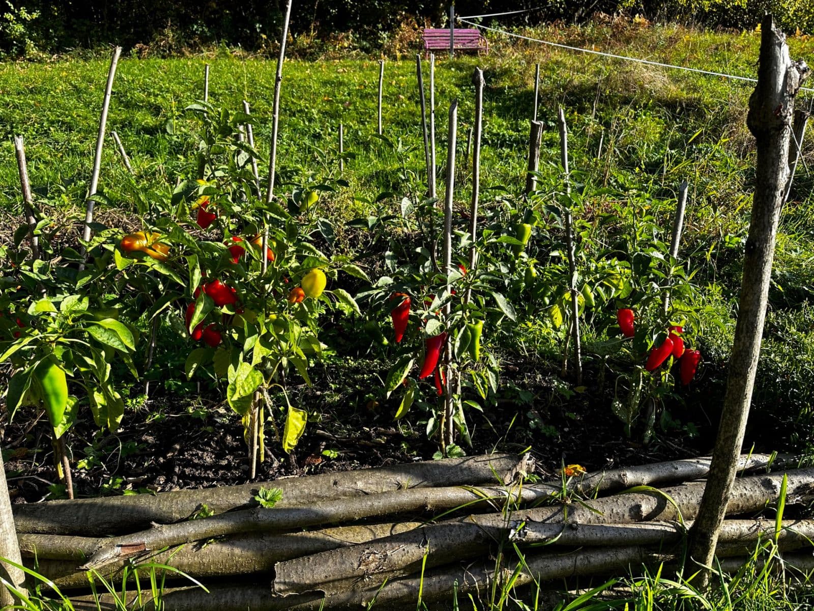 Prodej pozemku 10.000 m², Bystřice, Moravskoslezský kraj Prodej pozemku 10.000 m², Bystřice, Moravskoslezský kraj