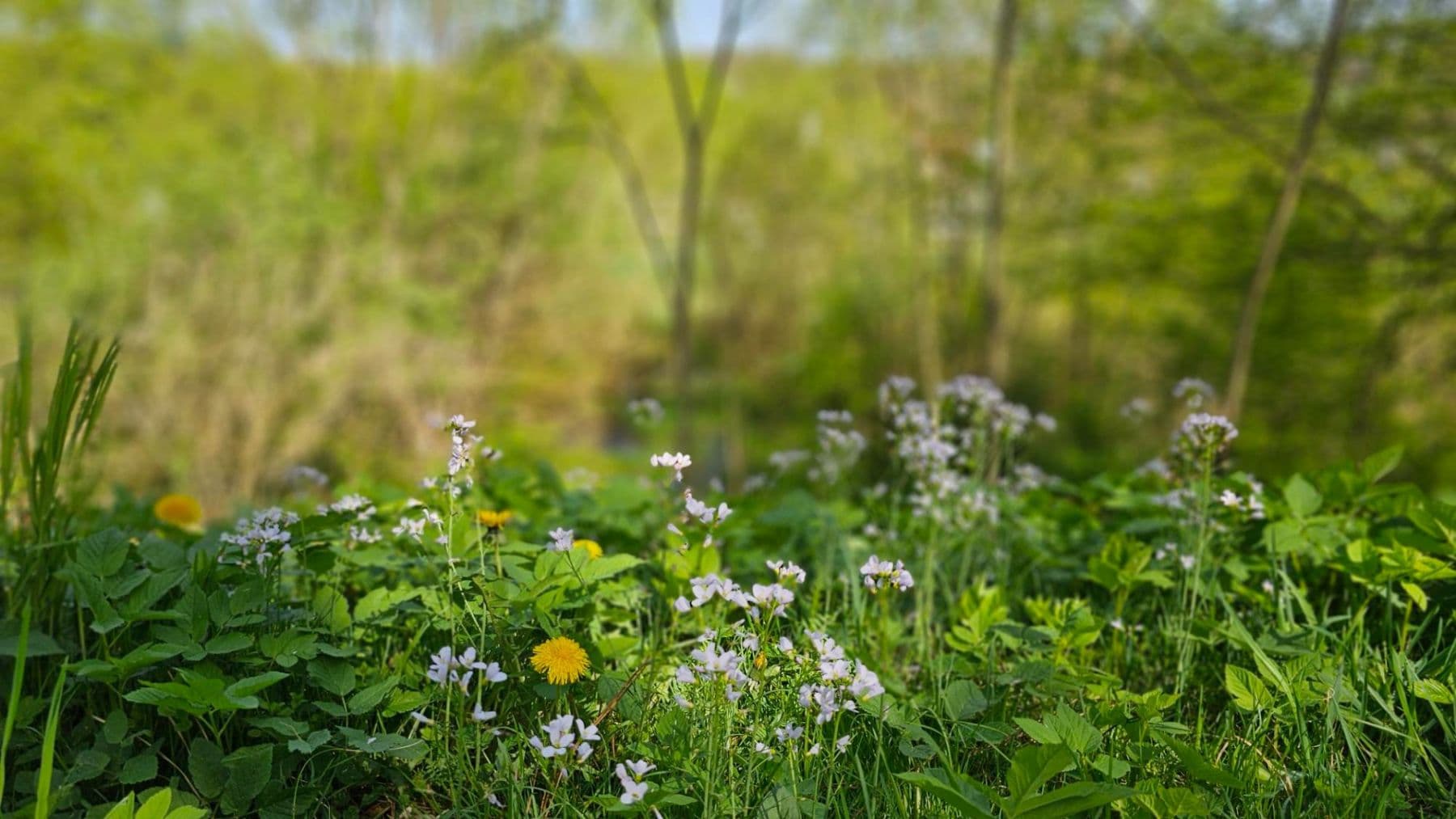 Prodej pozemku 1.493 m², Horka II, Středočeský kraj Prodej pozemku 1.493 m², Horka II, Středočeský kraj