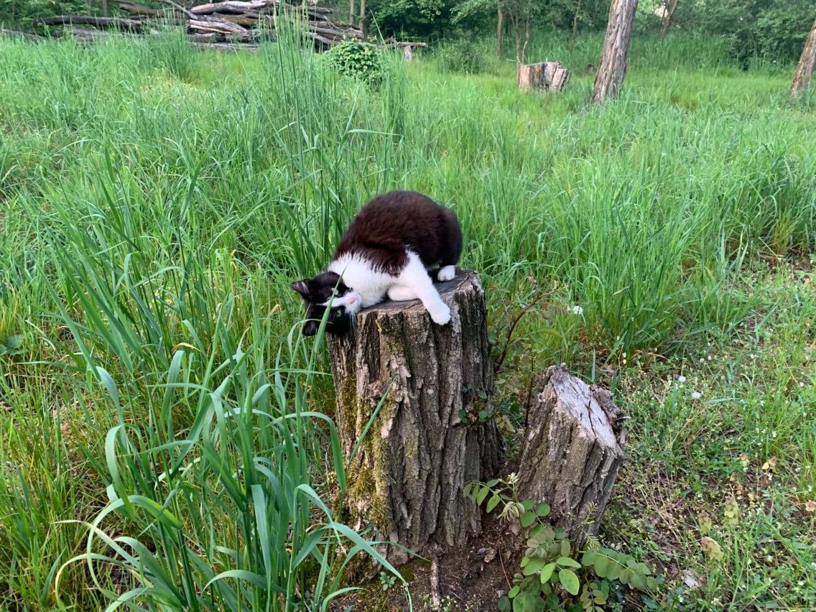 Prodej pozemku 2.112 m², Nebovidy, Jihomoravský kraj Prodej pozemku 2.112 m², Nebovidy, Jihomoravský kraj