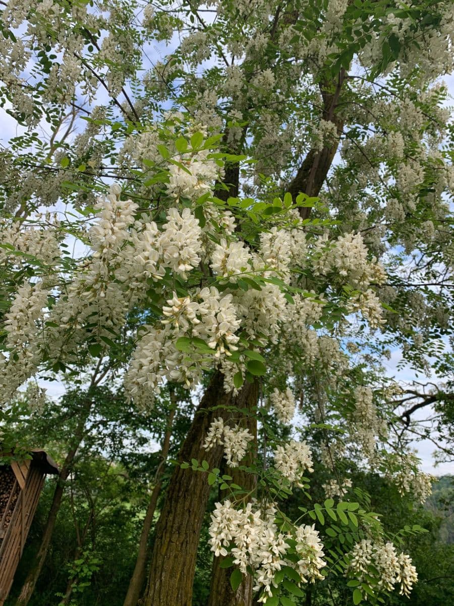 Prodej pozemku 2.112 m², Nebovidy, Jihomoravský kraj Prodej pozemku 2.112 m², Nebovidy, Jihomoravský kraj