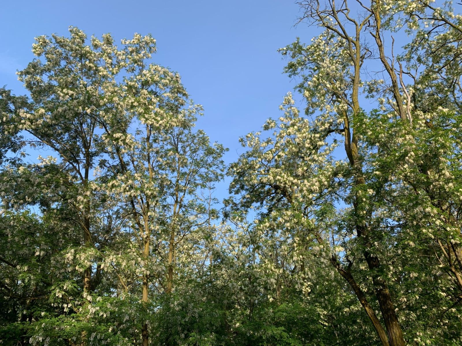 Prodej pozemku 2.112 m², Nebovidy, Jihomoravský kraj Prodej pozemku 2.112 m², Nebovidy, Jihomoravský kraj