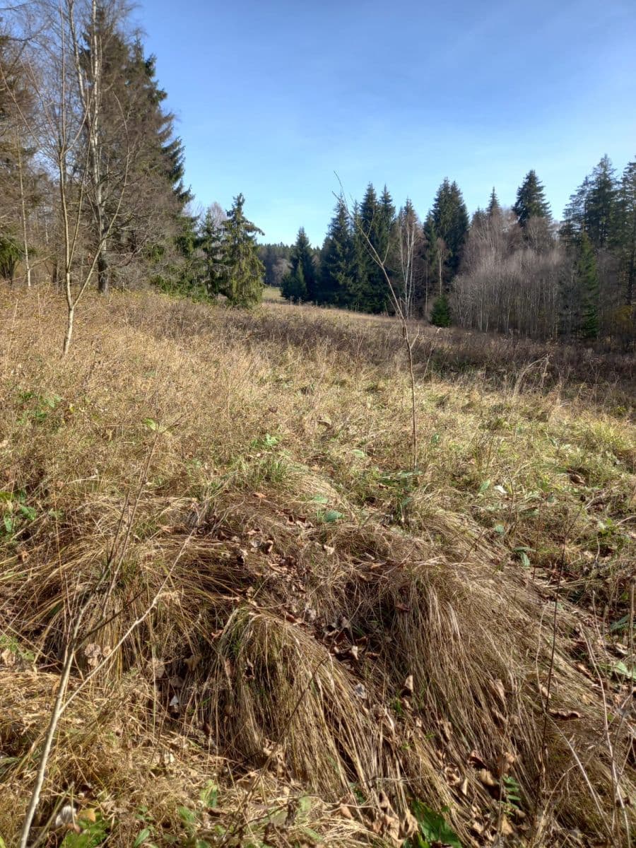 Prodej pozemku 1.000 m², Borová Lada, Jihočeský kraj Prodej pozemku 1.000 m², Borová Lada, Jihočeský kraj