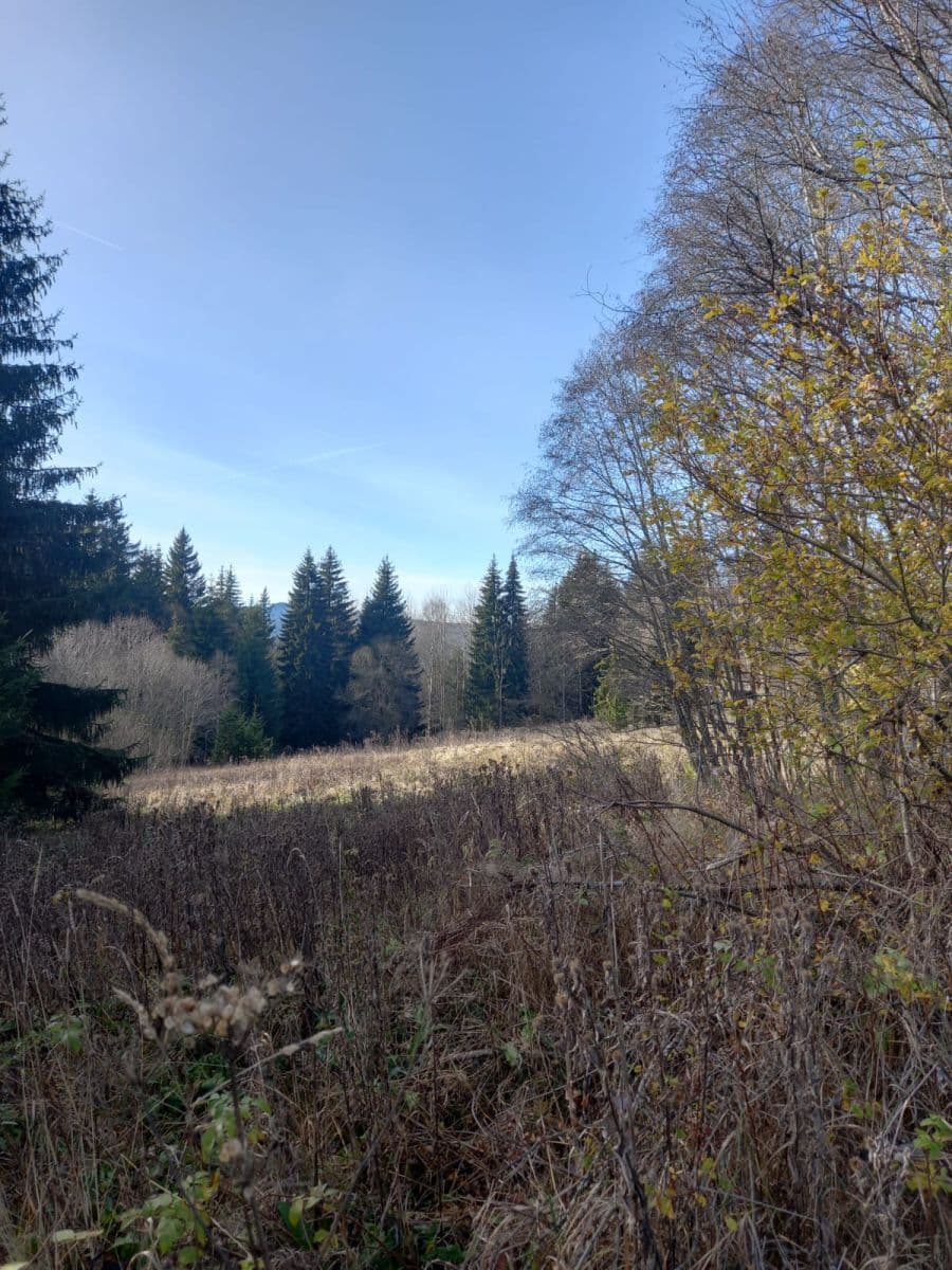 Prodej pozemku 1.000 m², Borová Lada, Jihočeský kraj Prodej pozemku 1.000 m², Borová Lada, Jihočeský kraj