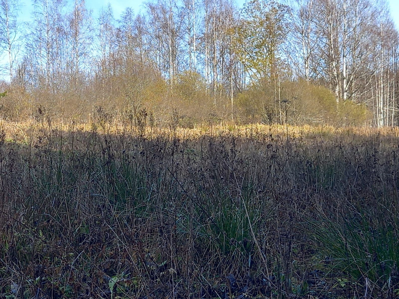 Prodej pozemku 1.000 m², Borová Lada, Jihočeský kraj Prodej pozemku 1.000 m², Borová Lada, Jihočeský kraj