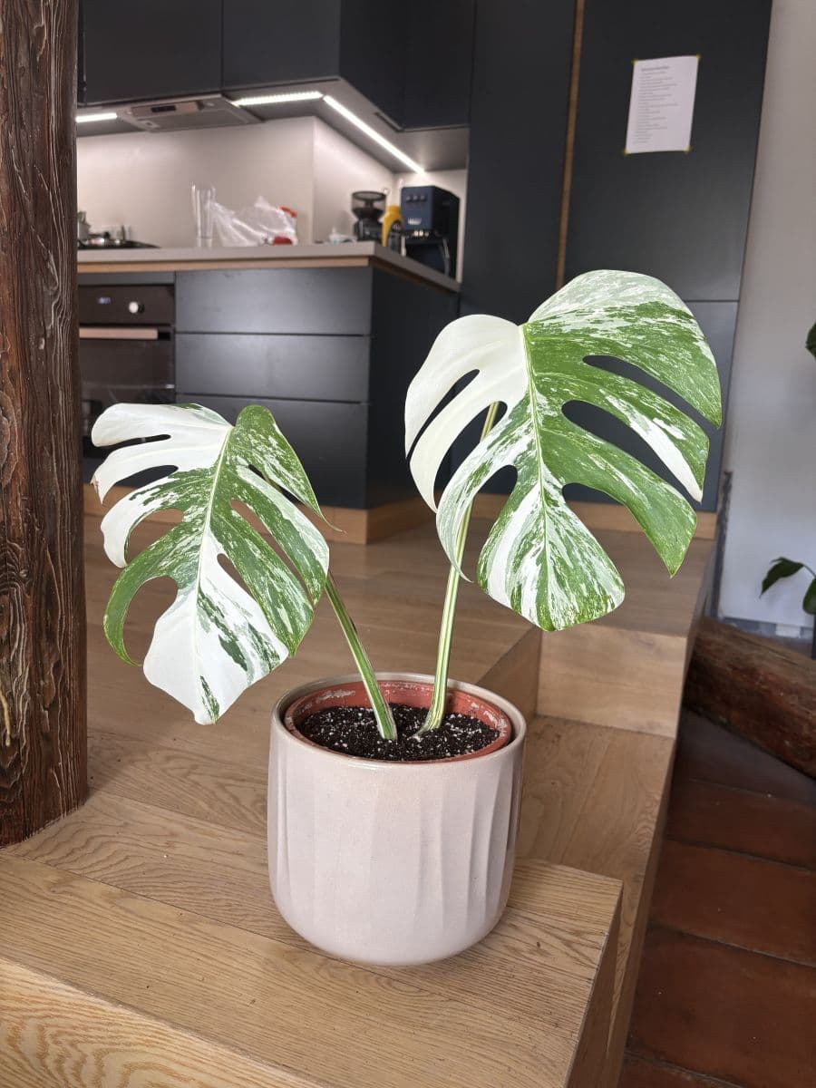 Pronájem bytu  77 m², Prvního pluku, Praha, Praha Pronájem bytu  77 m², Prvního pluku, Praha, Praha