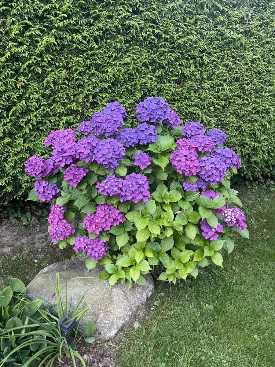 Prodej chaty, chalupy 72 m², pozemek 831 m², Borotín, Jihočeský kraj Prodej chaty, chalupy 72 m², pozemek 831 m², Borotín, Jihočeský kraj