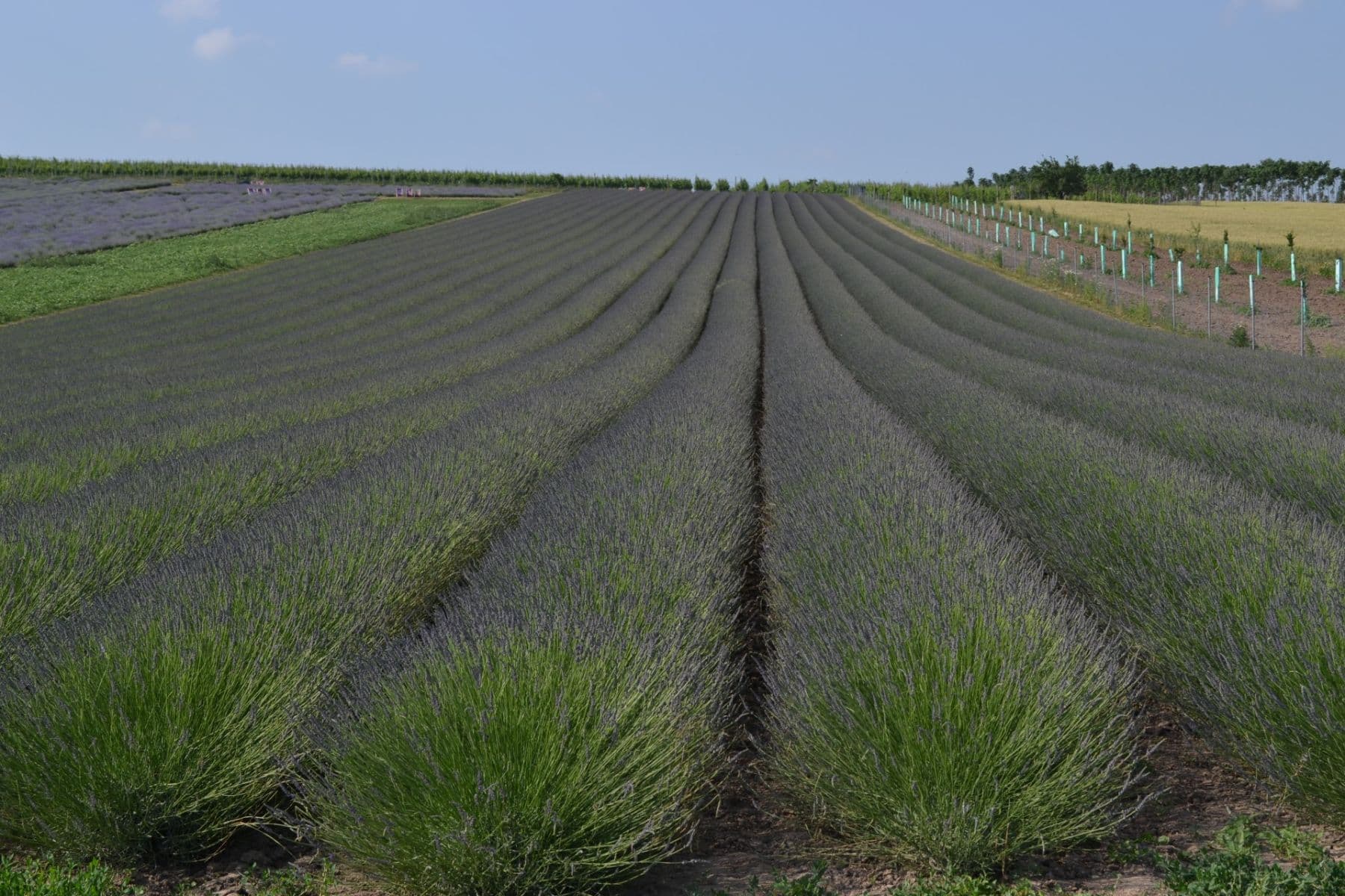 Prodej chaty, chalupy 30 m², pozemek 200 m², Přítluky, Jihomoravský kraj Prodej chaty, chalupy 30 m², pozemek 200 m², Přítluky, Jihomoravský kraj