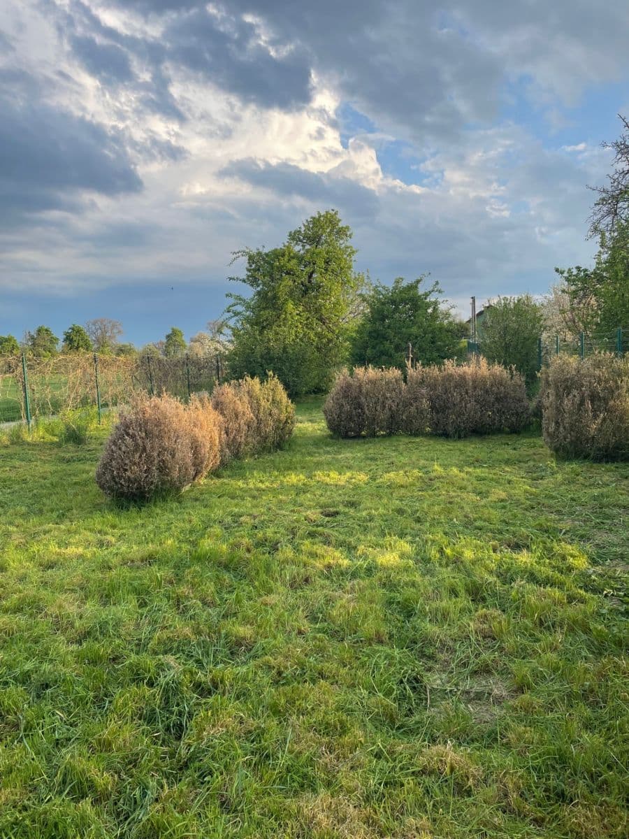 Pronájem pozemku 491 m², Lešany, Olomoucký kraj Pronájem pozemku 491 m², Lešany, Olomoucký kraj