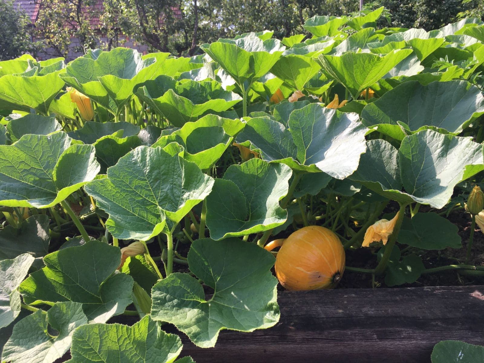 Prodej chaty, chalupy 853 m², pozemek 853 m², Nová Lhota, Jihomoravský kraj Prodej chaty, chalupy 853 m², pozemek 853 m², Nová Lhota, Jihomoravský kraj