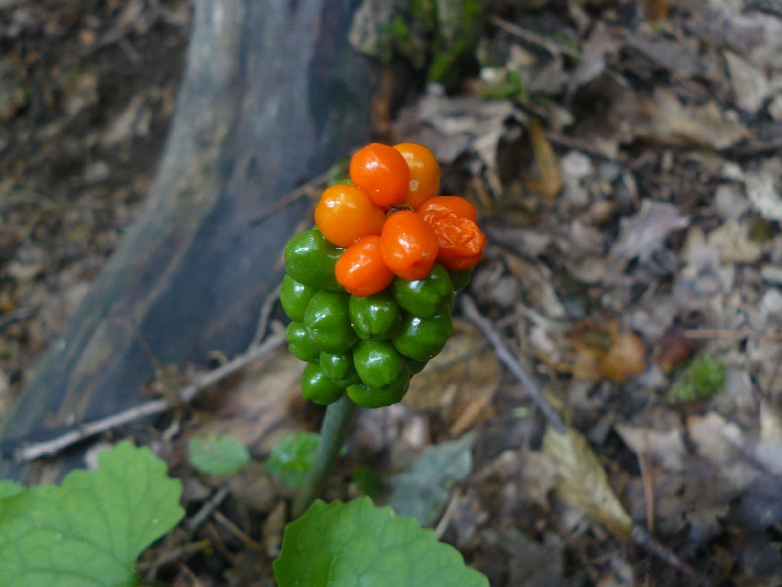 Prodej pozemku 13.139 m², Lubina, Trenčiansky kraj Prodej pozemku 13.139 m², Lubina, Trenčiansky kraj