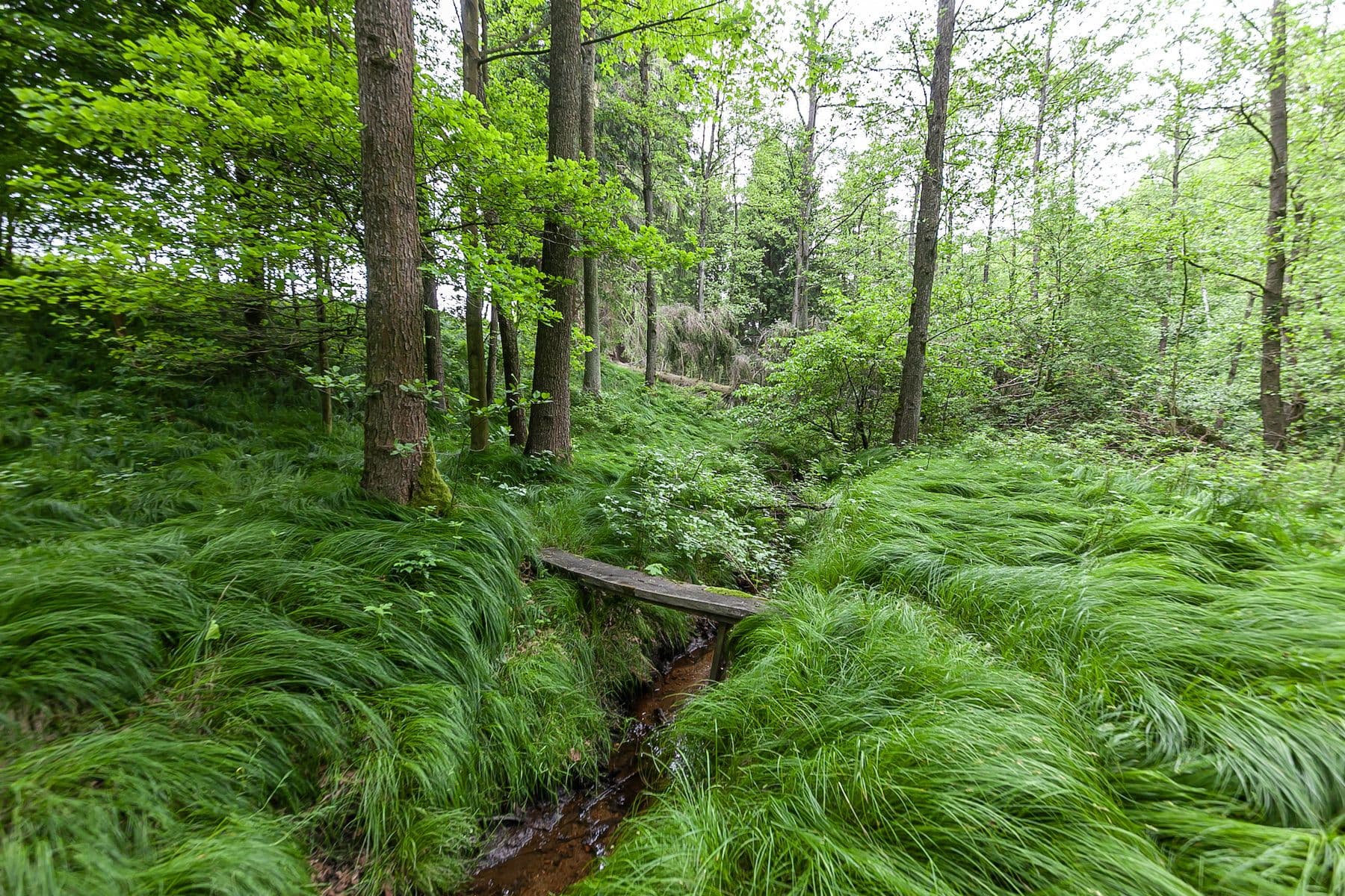 Prodej pozemku 14.573 m², Předlánce, Višňová, Liberecký kraj Prodej pozemku 14.573 m², Předlánce, Višňová, Liberecký kraj