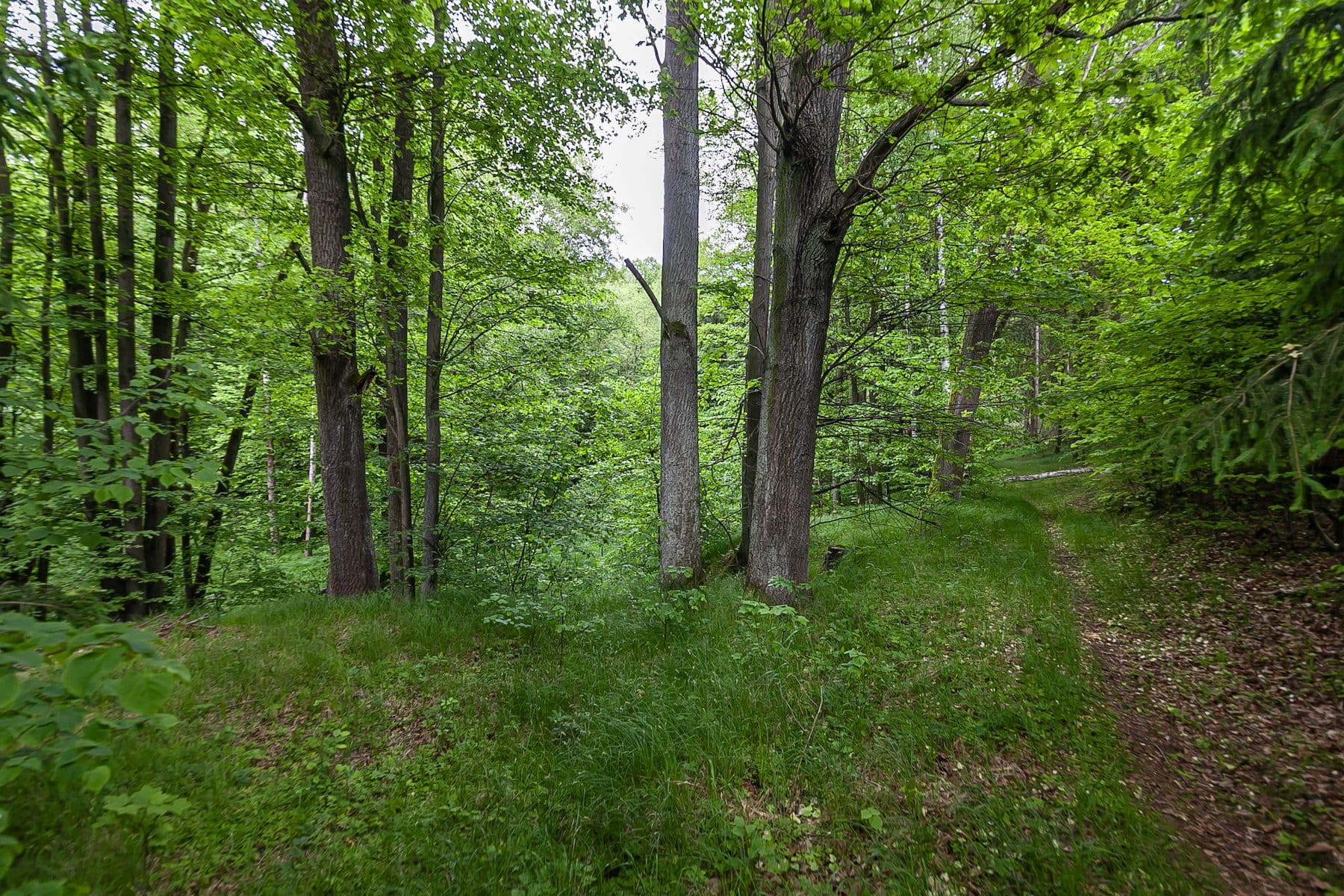 Prodej pozemku 33.624 m², Předlánce, Višňová, Liberecký kraj Prodej pozemku 33.624 m², Předlánce, Višňová, Liberecký kraj