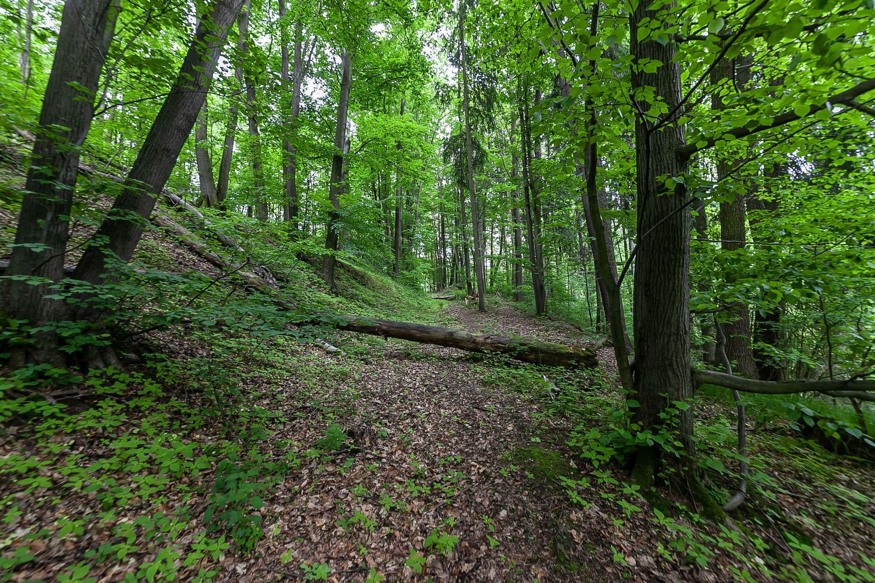 Prodej pozemku 33.624 m², Předlánce, Višňová, Liberecký kraj Prodej pozemku 33.624 m², Předlánce, Višňová, Liberecký kraj