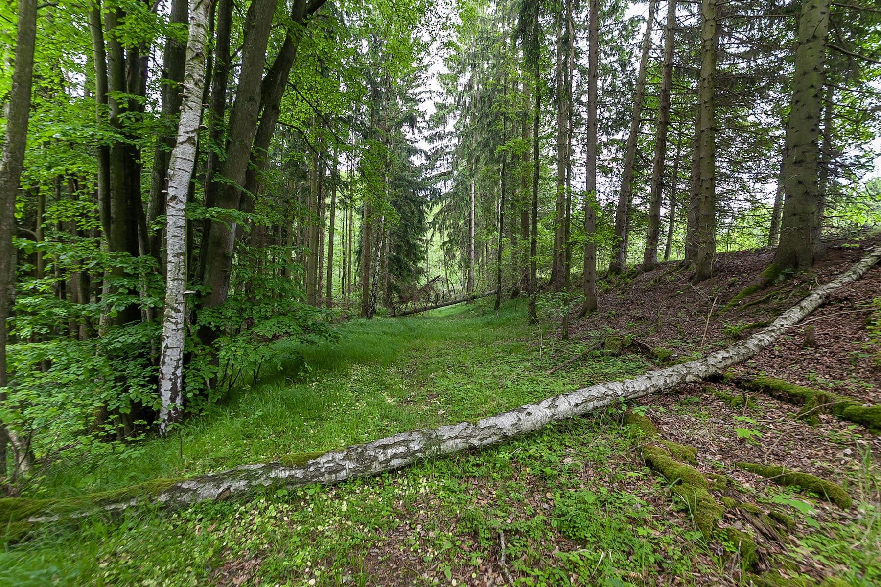 Prodej pozemku 33.624 m², Předlánce, Višňová, Liberecký kraj Prodej pozemku 33.624 m², Předlánce, Višňová, Liberecký kraj