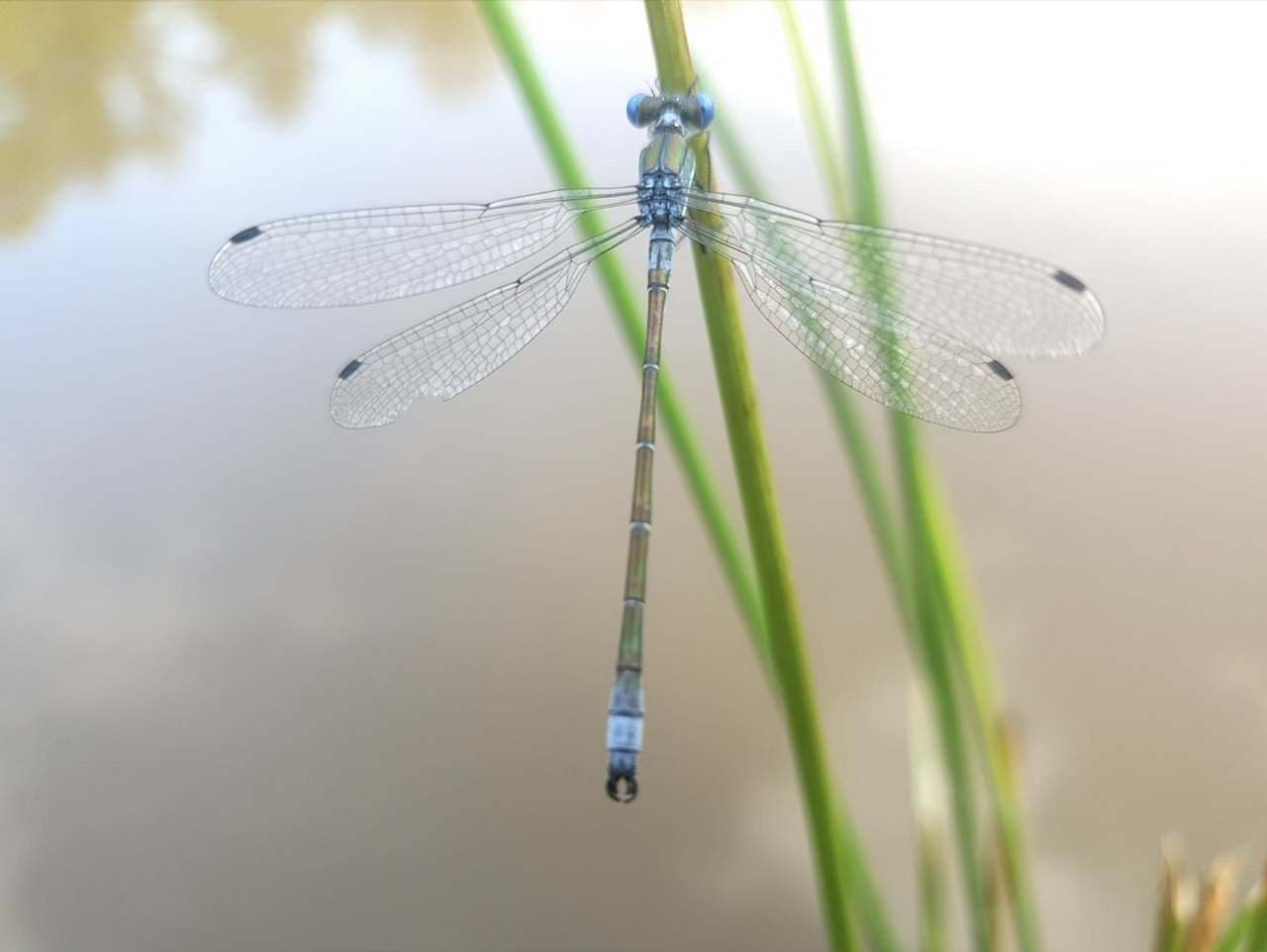 Pronájem chaty, chalupy, Třemešné, Plzeňský kraj Pronájem chaty, chalupy, Třemešné, Plzeňský kraj
