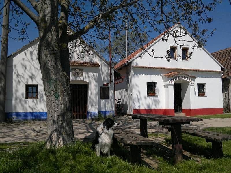 Pronájem chaty, chalupy, Dolní Bojanovice, Jihomoravský kraj Pronájem chaty, chalupy, Dolní Bojanovice, Jihomoravský kraj
