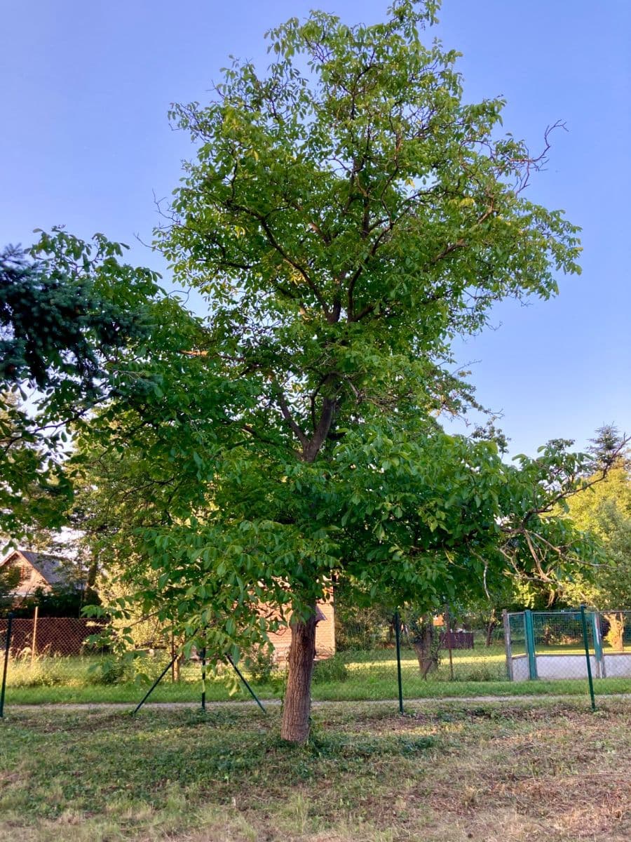 Prodej pozemku 945 m², Nad Prahou, Praha, Praha Prodej pozemku 945 m², Nad Prahou, Praha, Praha