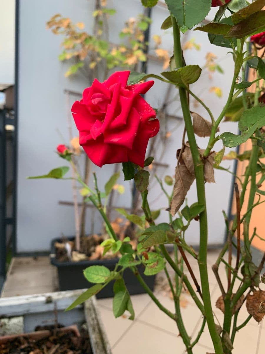 Pronájem bytu 2+kk 48 m², Werichova, Praha, Praha Pronájem bytu 2+kk 48 m², Werichova, Praha, Praha