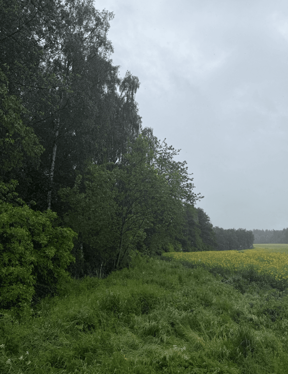 Prodej pozemku 9.770 m², Lipová, Karlovarský kraj Prodej pozemku 9.770 m², Lipová, Karlovarský kraj