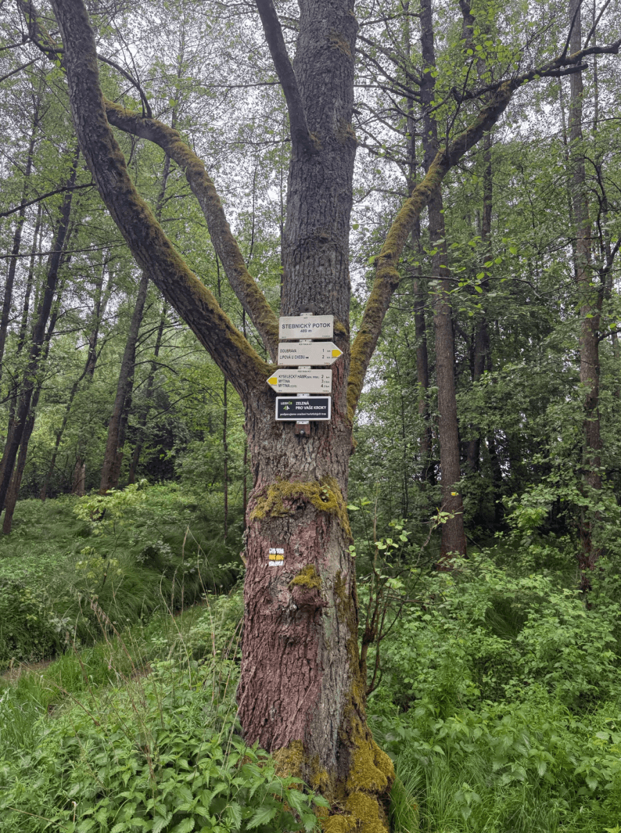 Prodej pozemku 9.770 m², Lipová, Karlovarský kraj Prodej pozemku 9.770 m², Lipová, Karlovarský kraj