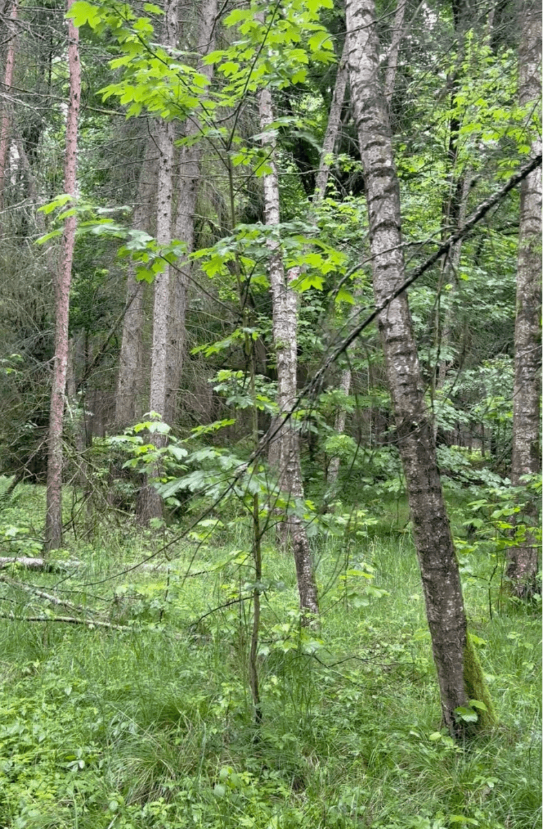 Prodej pozemku 840 m², Cheb, Karlovarský kraj Prodej pozemku 840 m², Cheb, Karlovarský kraj