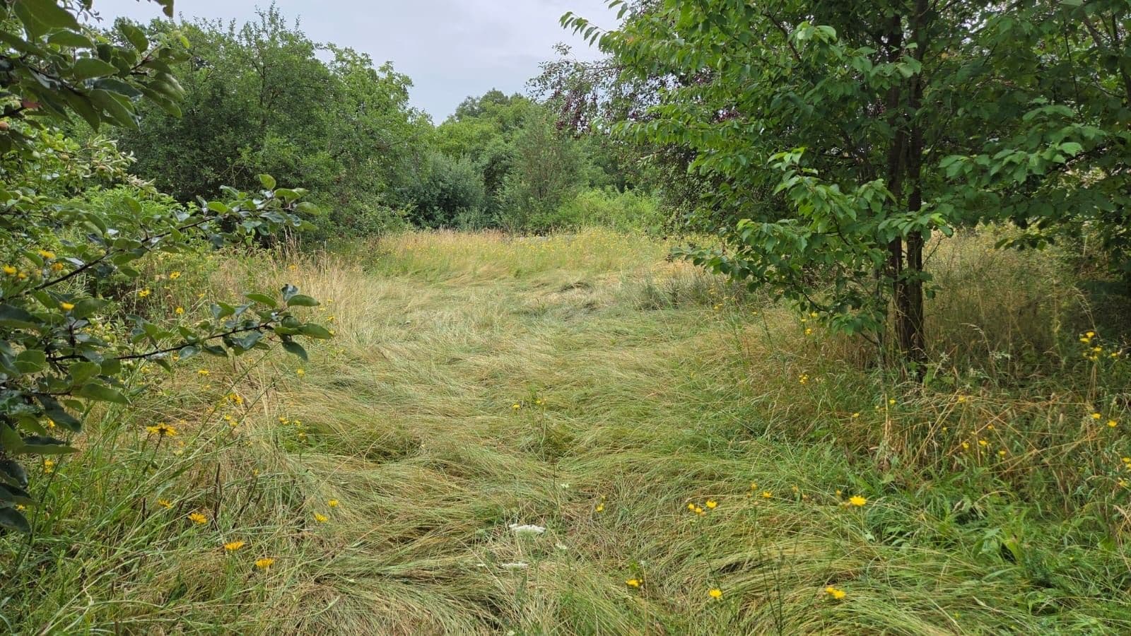 Prodej pozemku 6.802 m², Městec Králové, Středočeský kraj Prodej pozemku 6.802 m², Městec Králové, Středočeský kraj