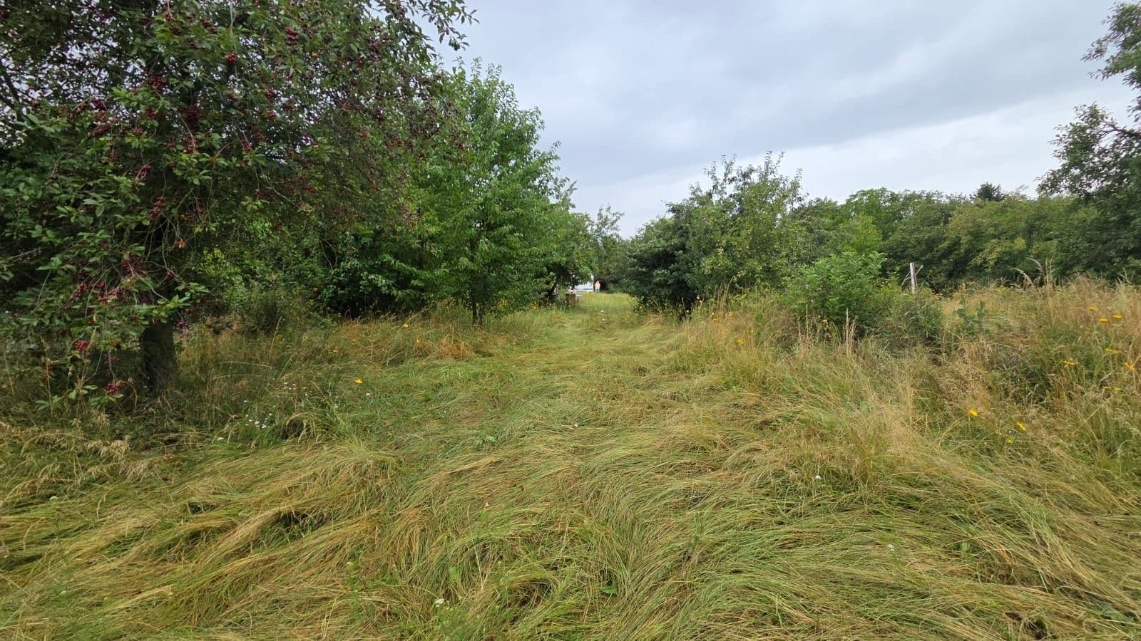 Prodej pozemku 6.802 m², Městec Králové, Středočeský kraj Prodej pozemku 6.802 m², Městec Králové, Středočeský kraj