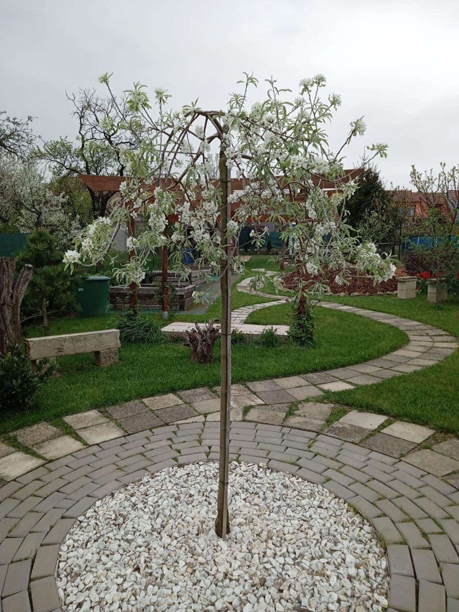 Prodej domu 92 m², pozemek 554 m², Komenského, Šlapanice, Jihomoravský kraj Prodej domu 92 m², pozemek 554 m², Komenského, Šlapanice, Jihomoravský kraj