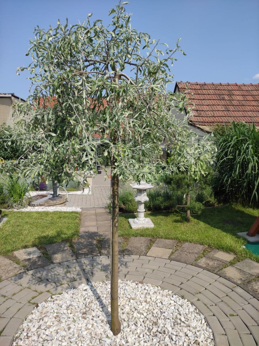 Prodej domu 92 m², pozemek 554 m², Komenského, Šlapanice, Jihomoravský kraj Prodej domu 92 m², pozemek 554 m², Komenského, Šlapanice, Jihomoravský kraj