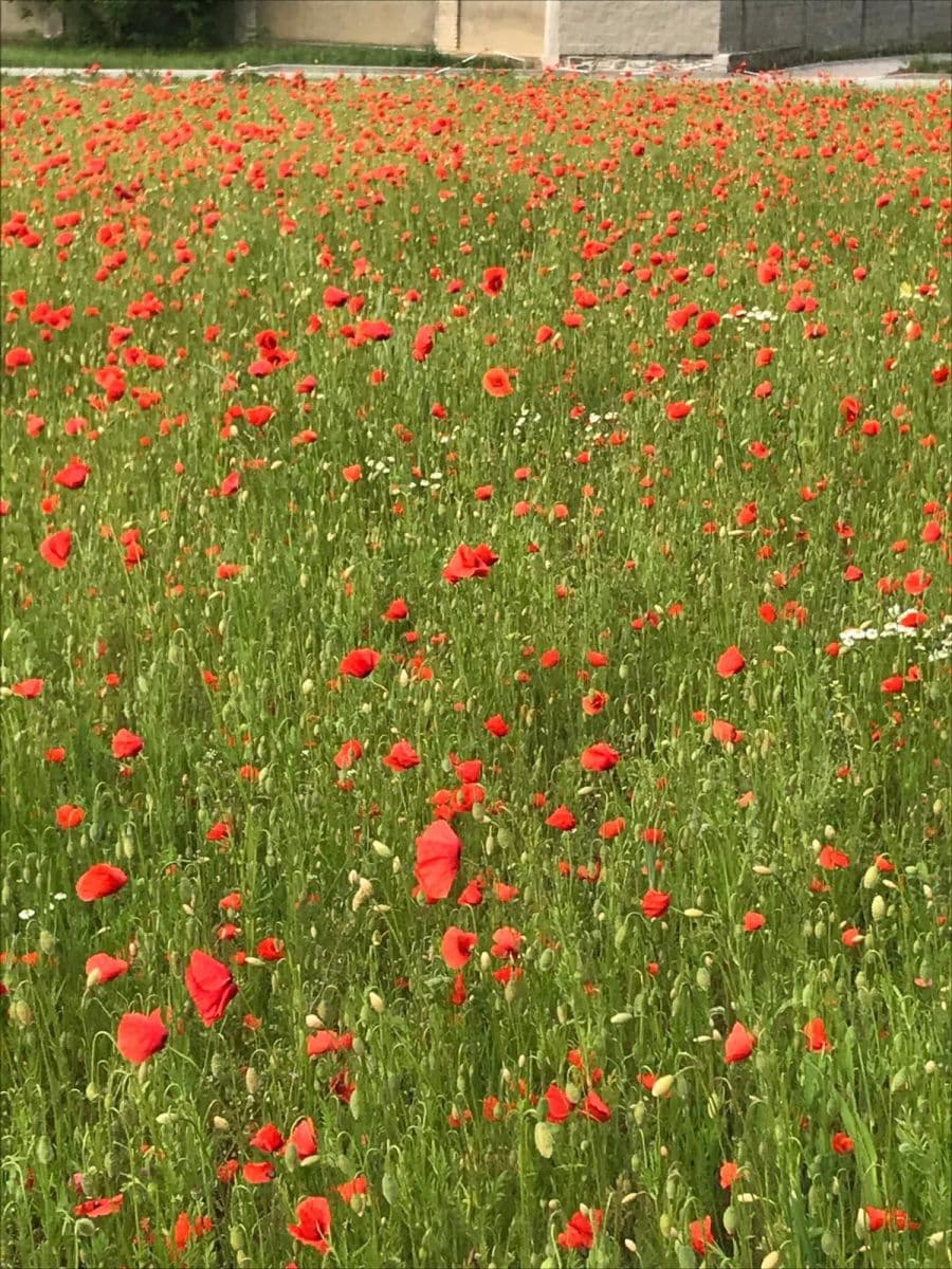 Prodej pozemku 962 m², Záhumenní, Slavkov, Moravskoslezský kraj Prodej pozemku 962 m², Záhumenní, Slavkov, Moravskoslezský kraj