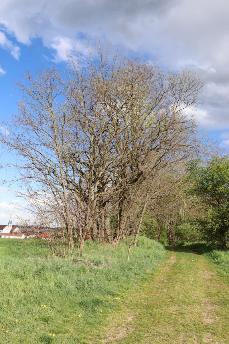 Prodej bytu 65 m², Jakubská, Jindřichův Hradec, Jihočeský kraj Prodej bytu 65 m², Jakubská, Jindřichův Hradec, Jihočeský kraj