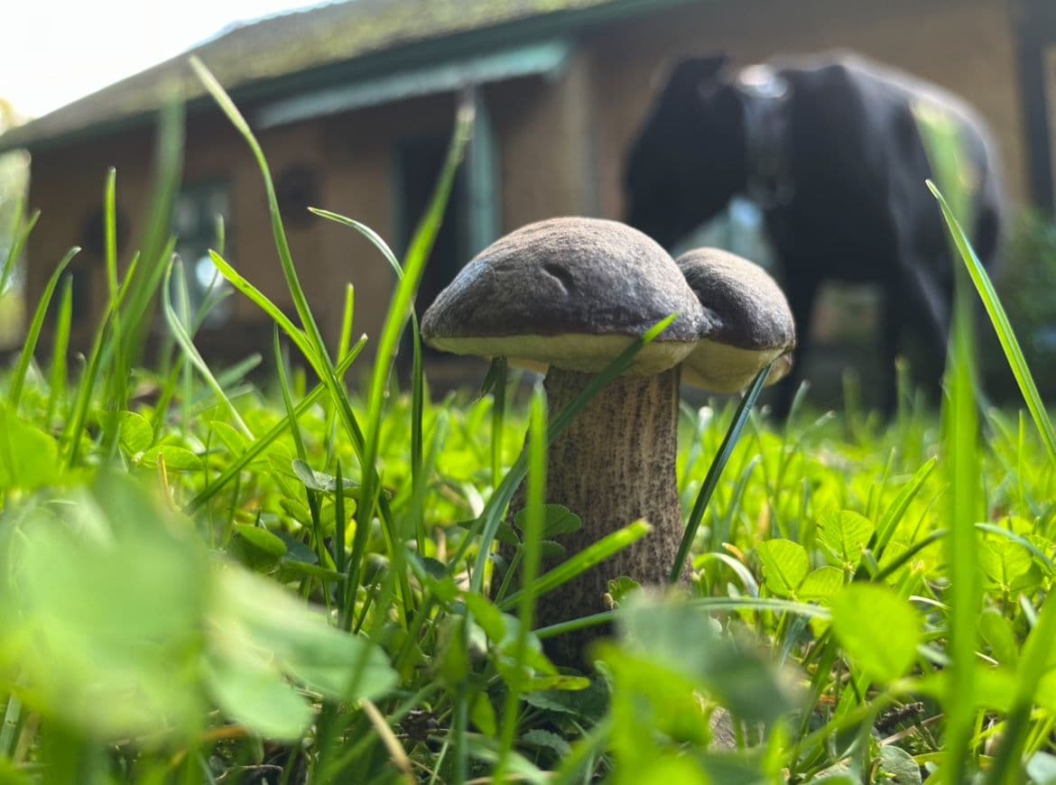 Prodej chaty, chalupy 90 m², pozemek 720 m², Trhová Kamenice, Pardubický kraj Prodej chaty, chalupy 90 m², pozemek 720 m², Trhová Kamenice, Pardubický kraj