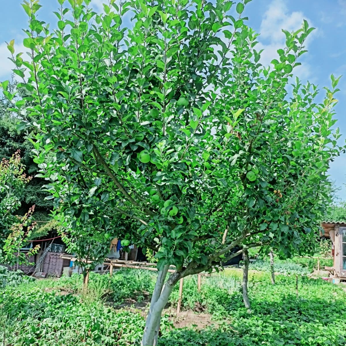 Prodej chaty, chalupy 30 m², pozemek 800 m², Velemín, Ústecký kraj Prodej chaty, chalupy 30 m², pozemek 800 m², Velemín, Ústecký kraj