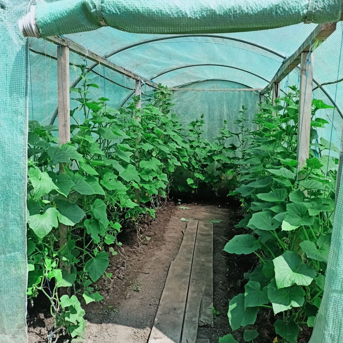 Prodej chaty, chalupy 30 m², pozemek 800 m², Velemín, Ústecký kraj Prodej chaty, chalupy 30 m², pozemek 800 m², Velemín, Ústecký kraj