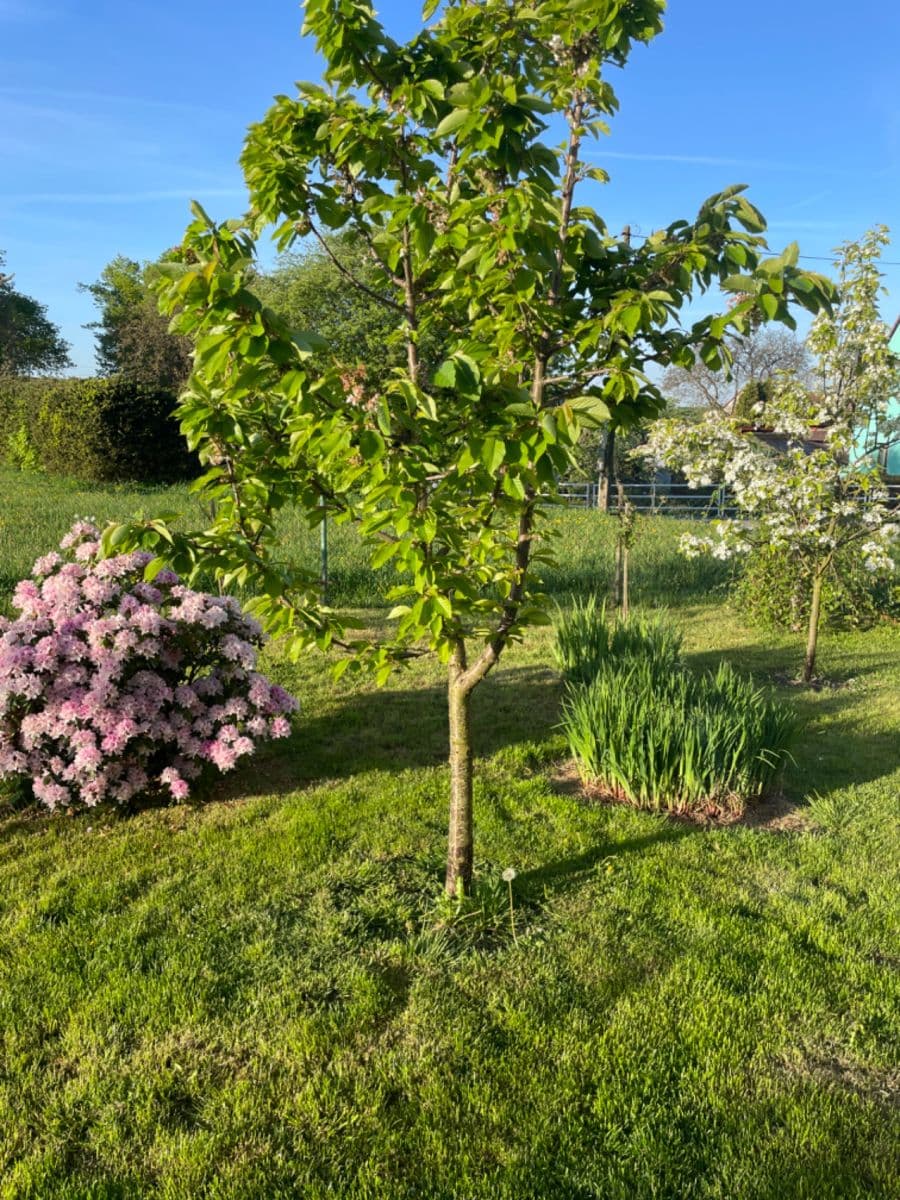 Prodej bytu 3+1 76 m², Hvozd, Středočeský kraj Prodej bytu 3+1 76 m², Hvozd, Středočeský kraj