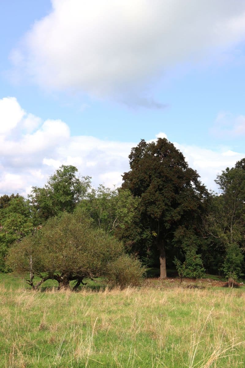 Prodej pozemku 31.419 m², Verneřice, Ústecký kraj Prodej pozemku 31.419 m², Verneřice, Ústecký kraj