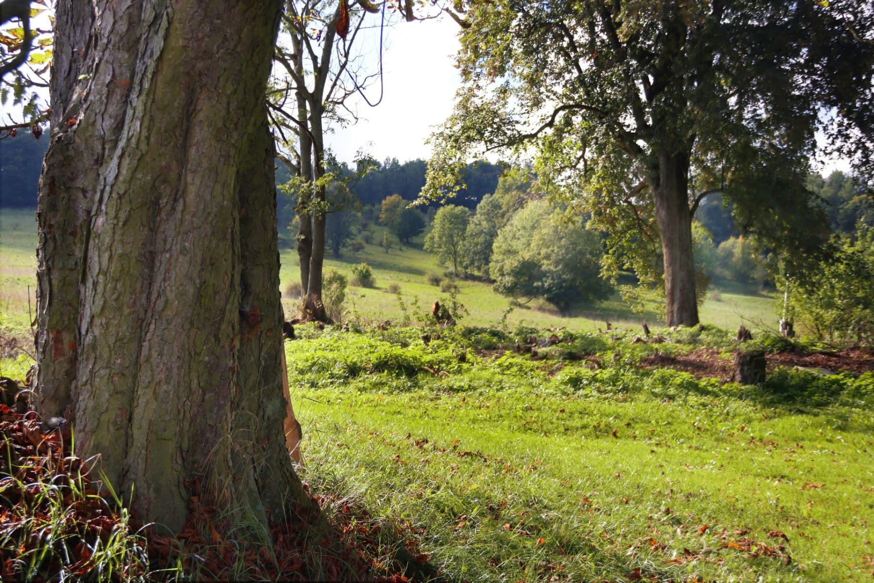 Prodej pozemku 31.419 m², Verneřice, Ústecký kraj Prodej pozemku 31.419 m², Verneřice, Ústecký kraj