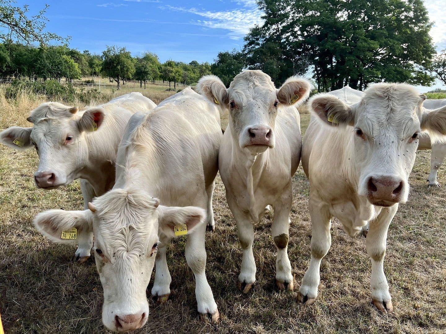 Prodej domu 117 m², pozemek 130 m², Butzbach, Hessen Prodej domu 117 m², pozemek 130 m², Butzbach, Hessen