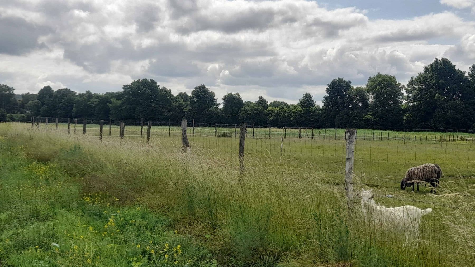 Prodej pozemku 2.900 m², Čachovice, Středočeský kraj Prodej pozemku 2.900 m², Čachovice, Středočeský kraj