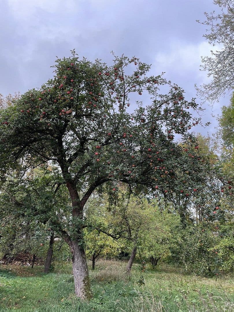 Prodej domu 369 m², pozemek 4.788 m², Harztor, Durynsko Prodej domu 369 m², pozemek 4.788 m², Harztor, Durynsko