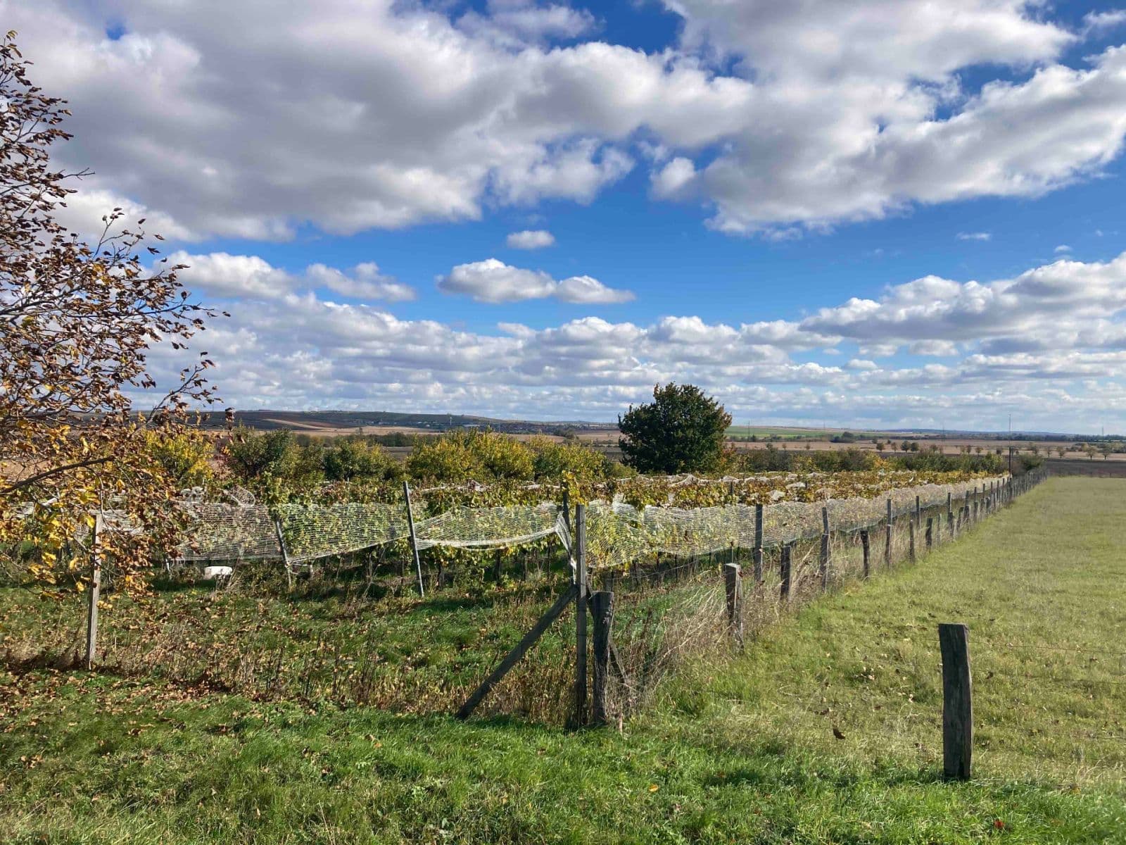 Prodej pozemku 5.111 m², Šakvice, Jihomoravský kraj Prodej pozemku 5.111 m², Šakvice, Jihomoravský kraj