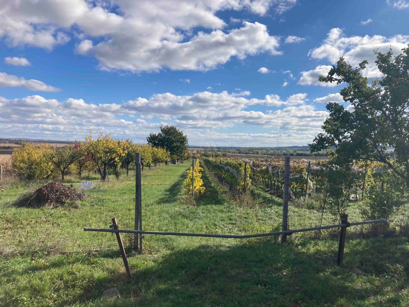 Prodej pozemku 5.111 m², Šakvice, Jihomoravský kraj Prodej pozemku 5.111 m², Šakvice, Jihomoravský kraj