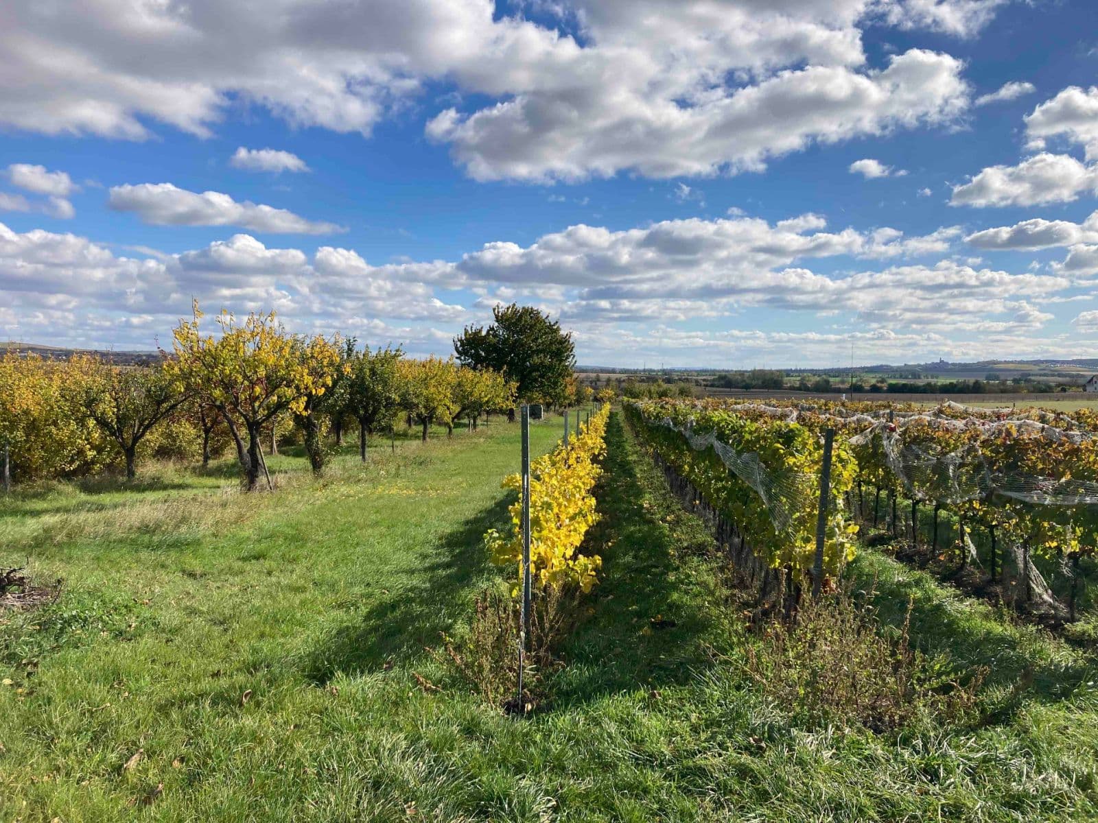 Prodej pozemku 5.111 m², Šakvice, Jihomoravský kraj Prodej pozemku 5.111 m², Šakvice, Jihomoravský kraj