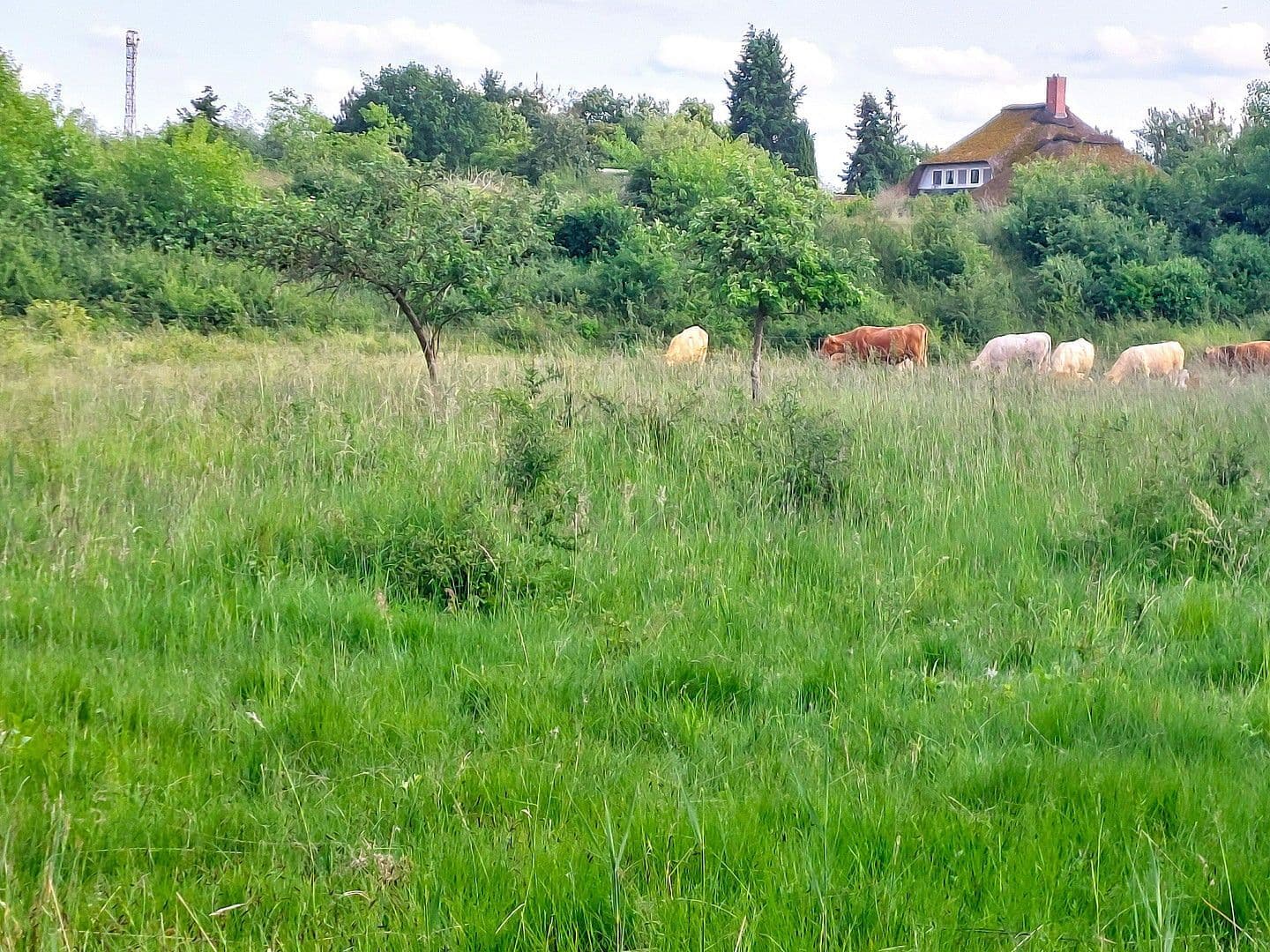 Prodej domu 205 m², pozemek 1.639 m², Inselstrasse  26, Rechlin, Mecklenburg-Vorpommern Prodej domu 205 m², pozemek 1.639 m², Inselstrasse  26, Rechlin, Mecklenburg-Vorpommern