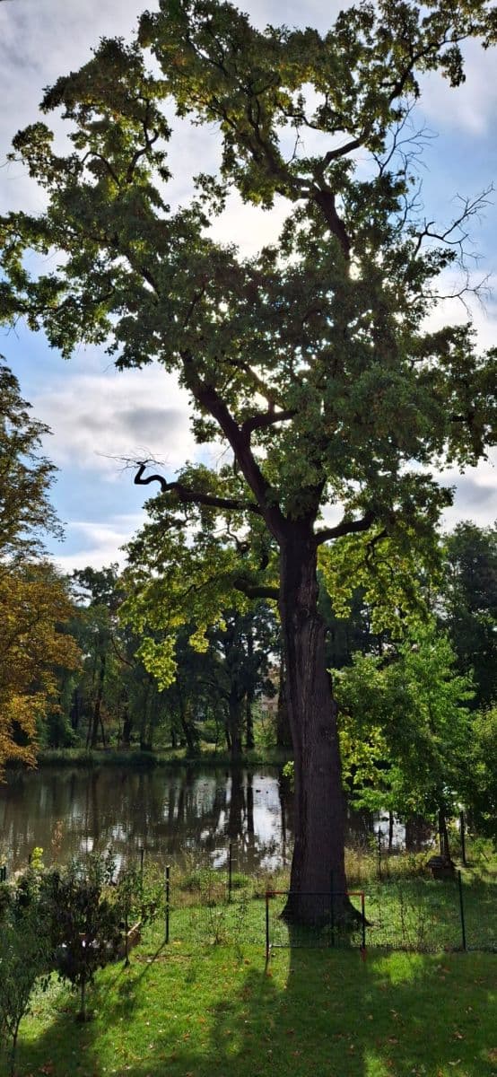 Prodej pozemku 887 m², Kojetice, Středočeský kraj Prodej pozemku 887 m², Kojetice, Středočeský kraj