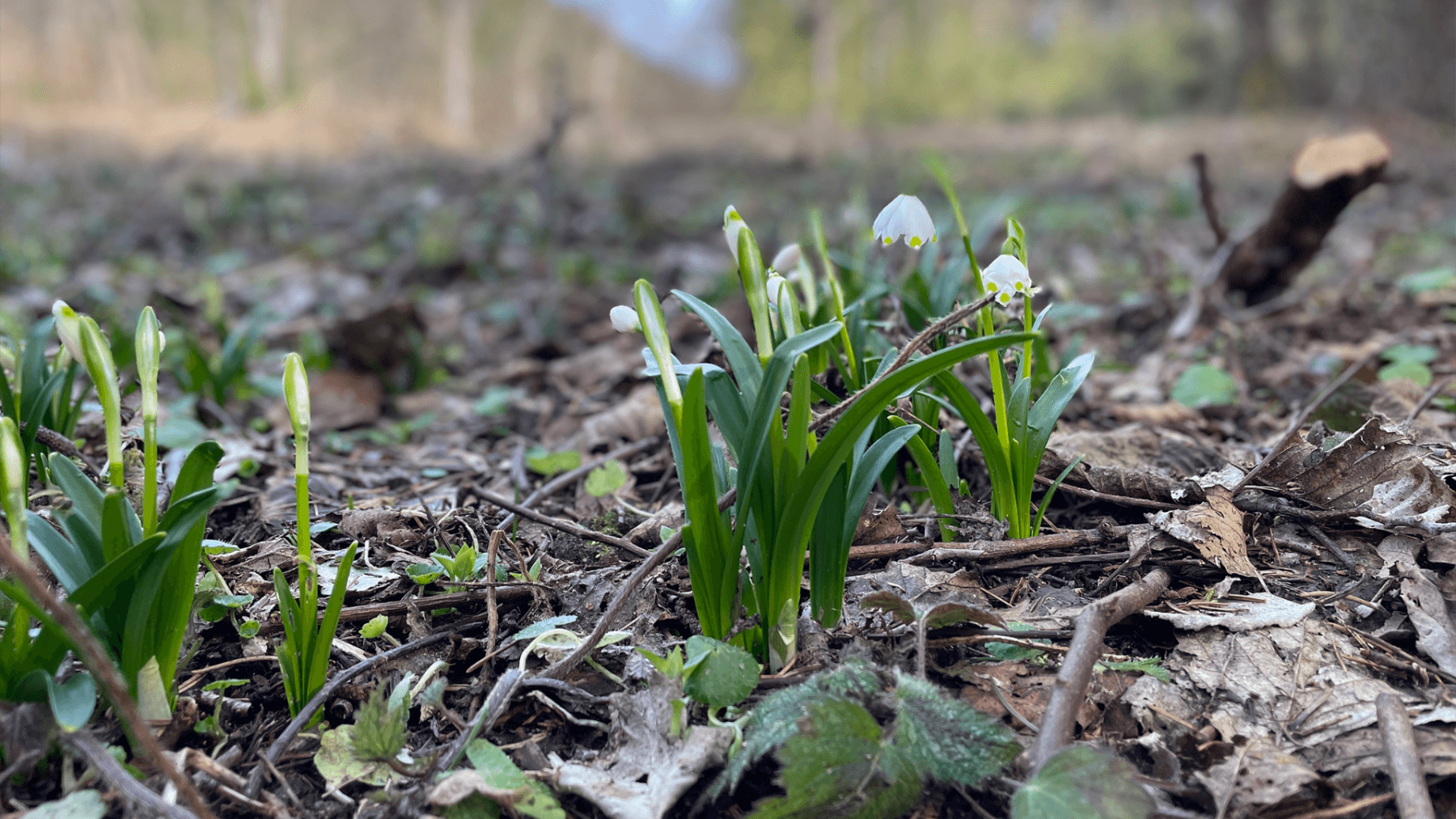 Prodej pozemku 2.300 m², Hluboká nad Vltavou, Jihočeský kraj Prodej pozemku 2.300 m², Hluboká nad Vltavou, Jihočeský kraj